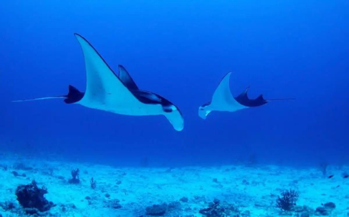 White Sandy Beach-Best Manta Snorkeling Tethi Exteriör bild