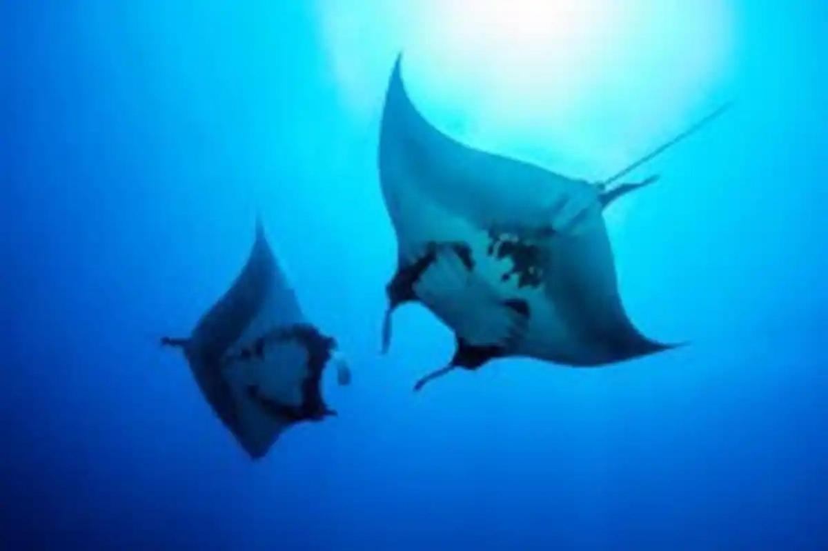 White Sandy Beach-Best Manta Snorkeling Tethi Exteriör bild